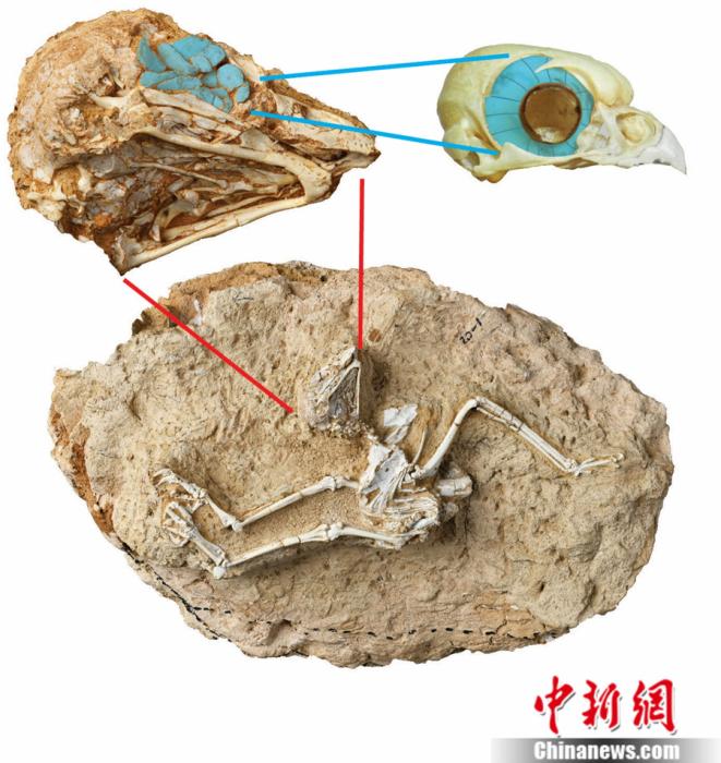 中国发现最早猫头鹰化石 600万年前竟然不是“夜猫子”