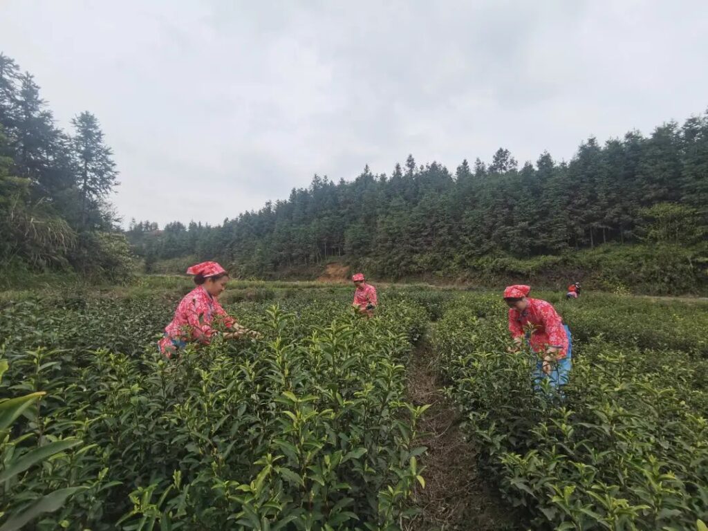 又是一年采茶时！黄了嫩芽，笑了村民~