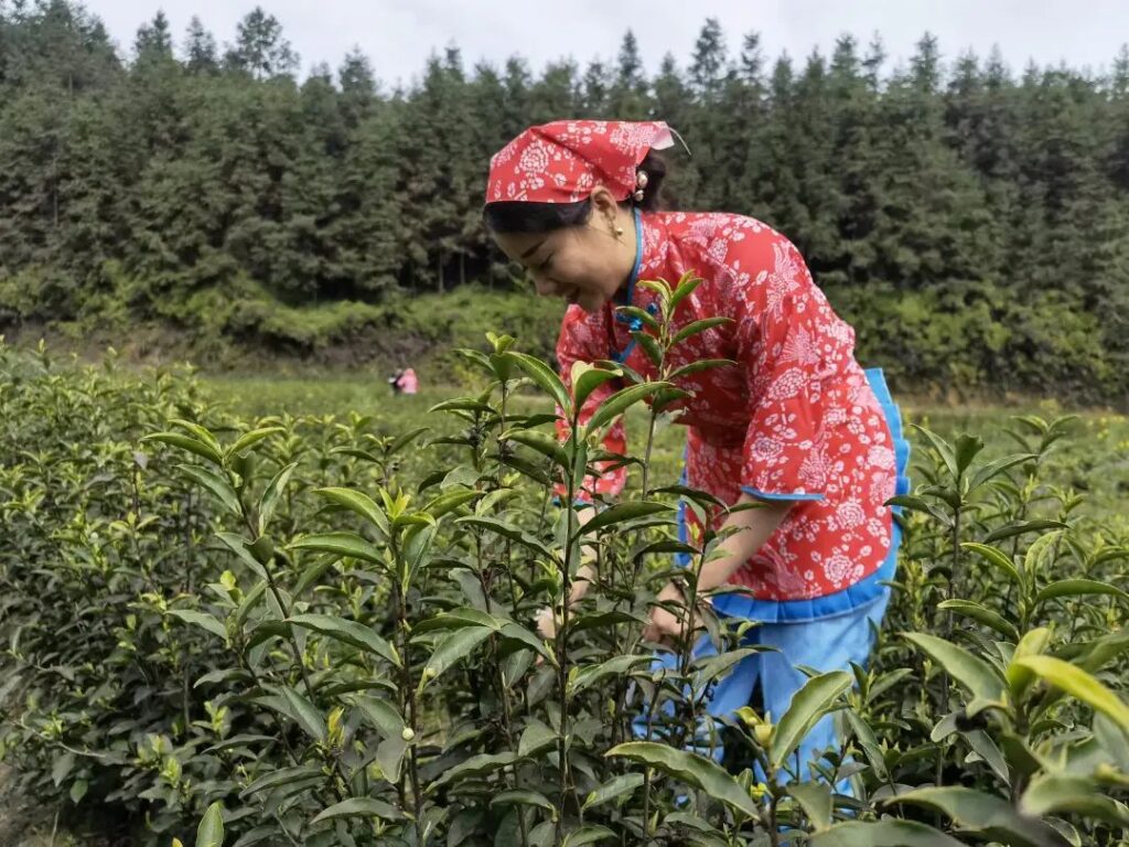 又是一年采茶时！黄了嫩芽，笑了村民~