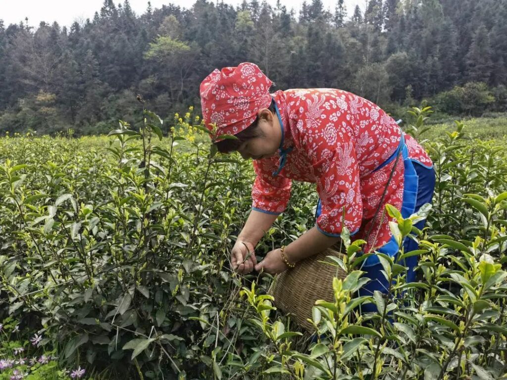 又是一年采茶时！黄了嫩芽，笑了村民~