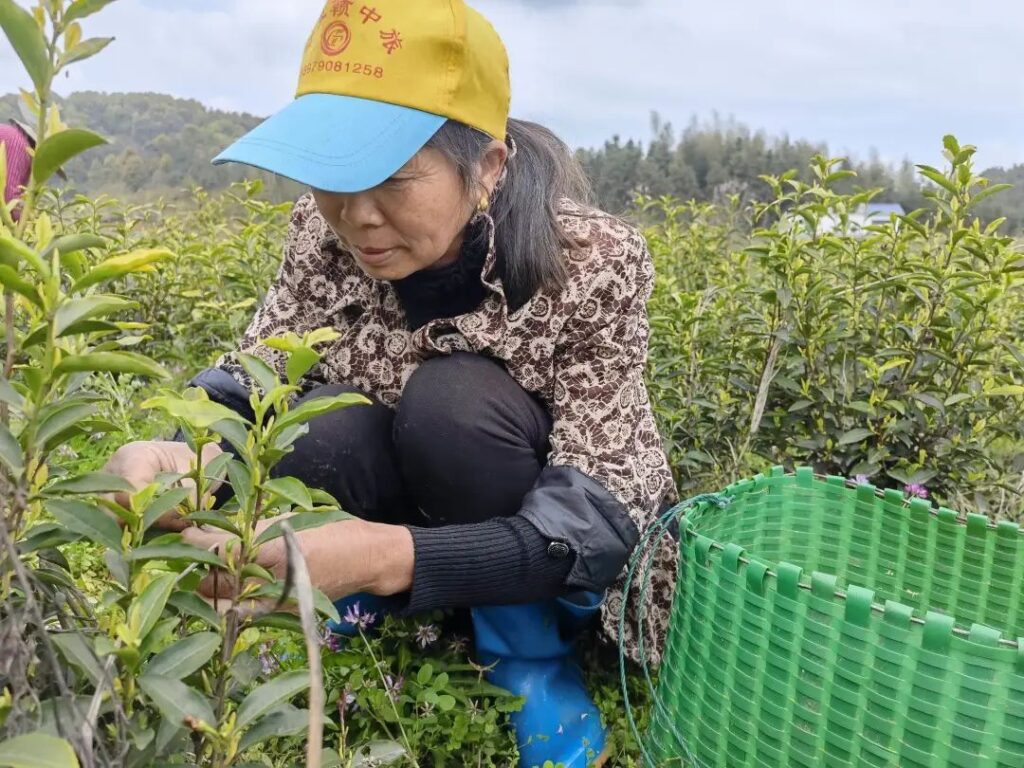 又是一年采茶时！黄了嫩芽，笑了村民~