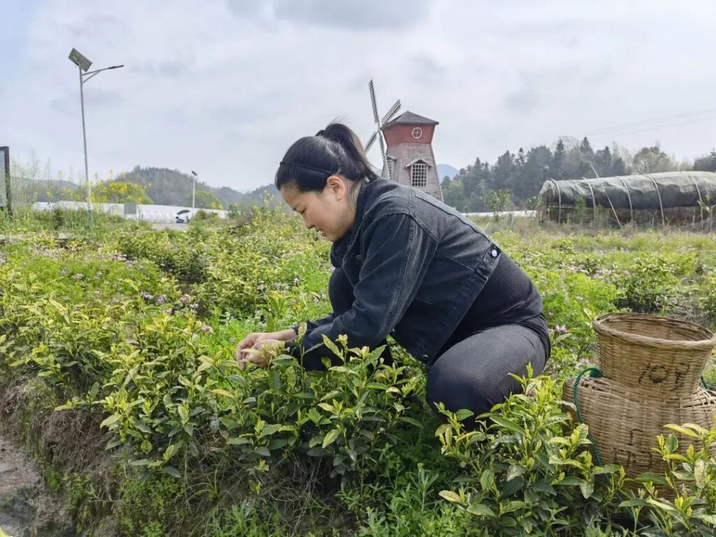 又是一年采茶时！黄了嫩芽，笑了村民~