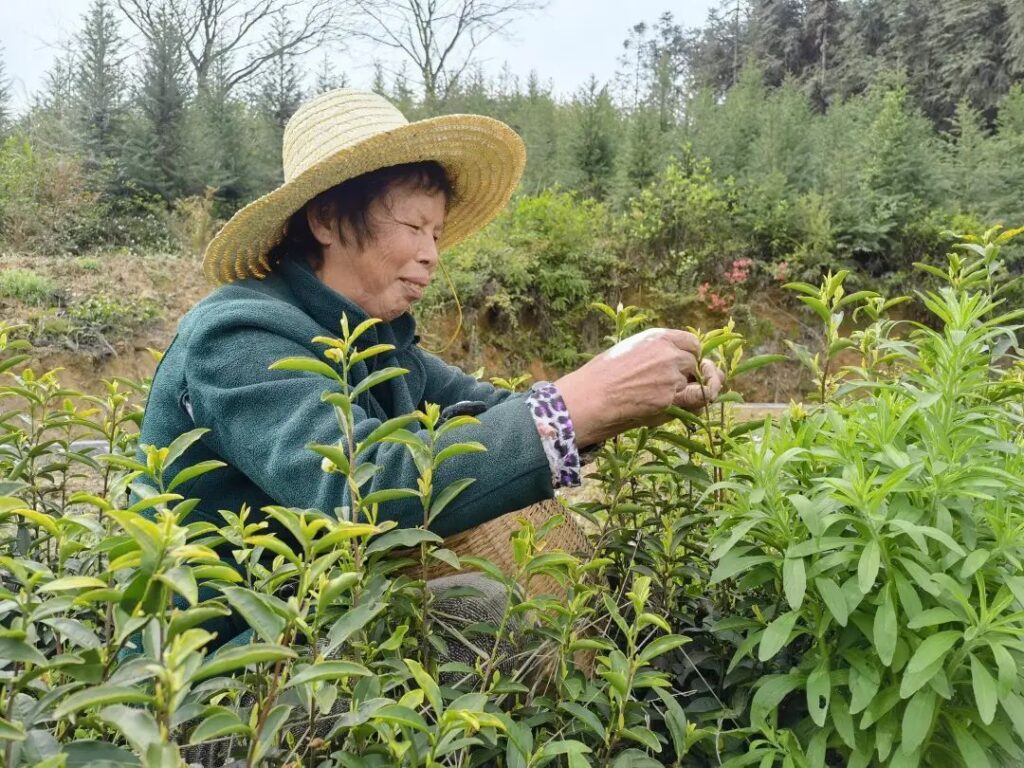 又是一年采茶时！黄了嫩芽，笑了村民~