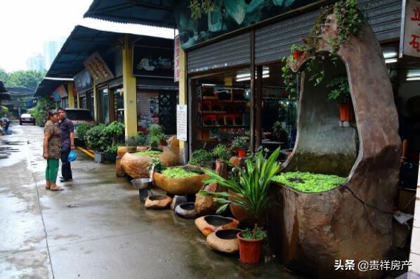 热带鱼批发市场在哪_全国十大花鸟鱼虫市场