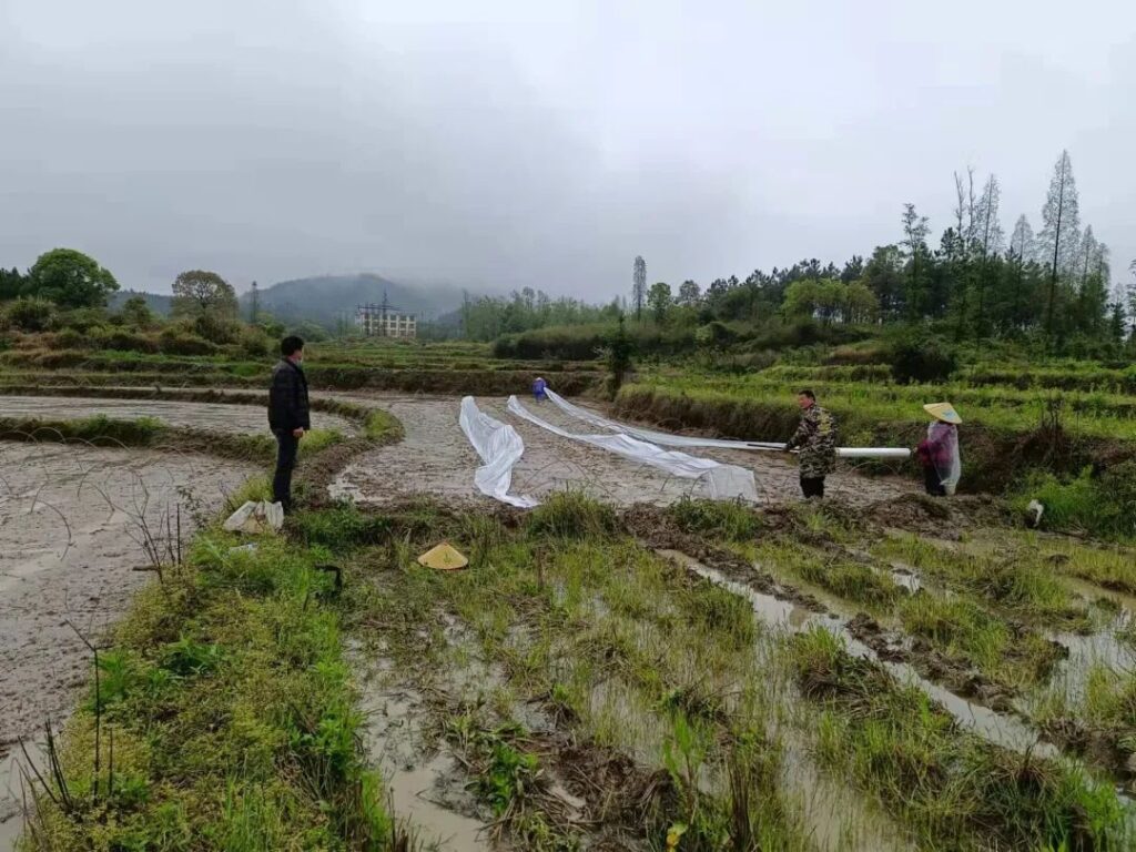 疫情防控 早稻生产两手抓、两不误