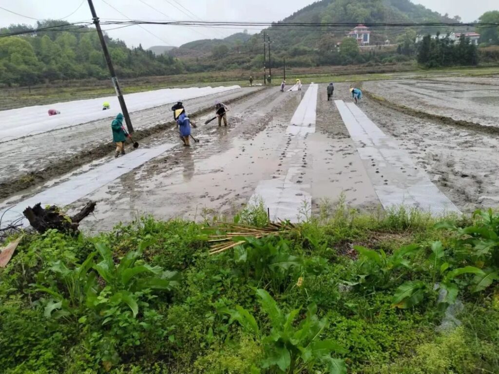 疫情防控 早稻生产两手抓、两不误