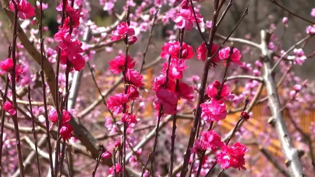 四川九龙：十里桃花迎来八方游客 百亩桃园加速乡村振兴