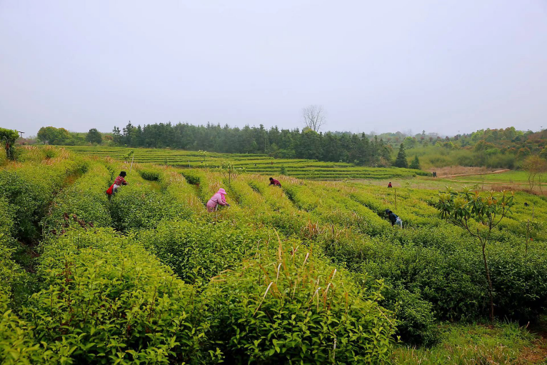 江西共青城：茶农忙采春茶