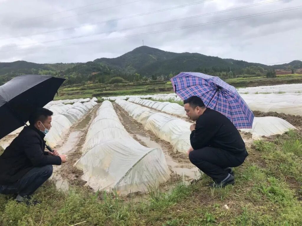 双林镇抢抓“冷尾暖头”全力推进早稻生产