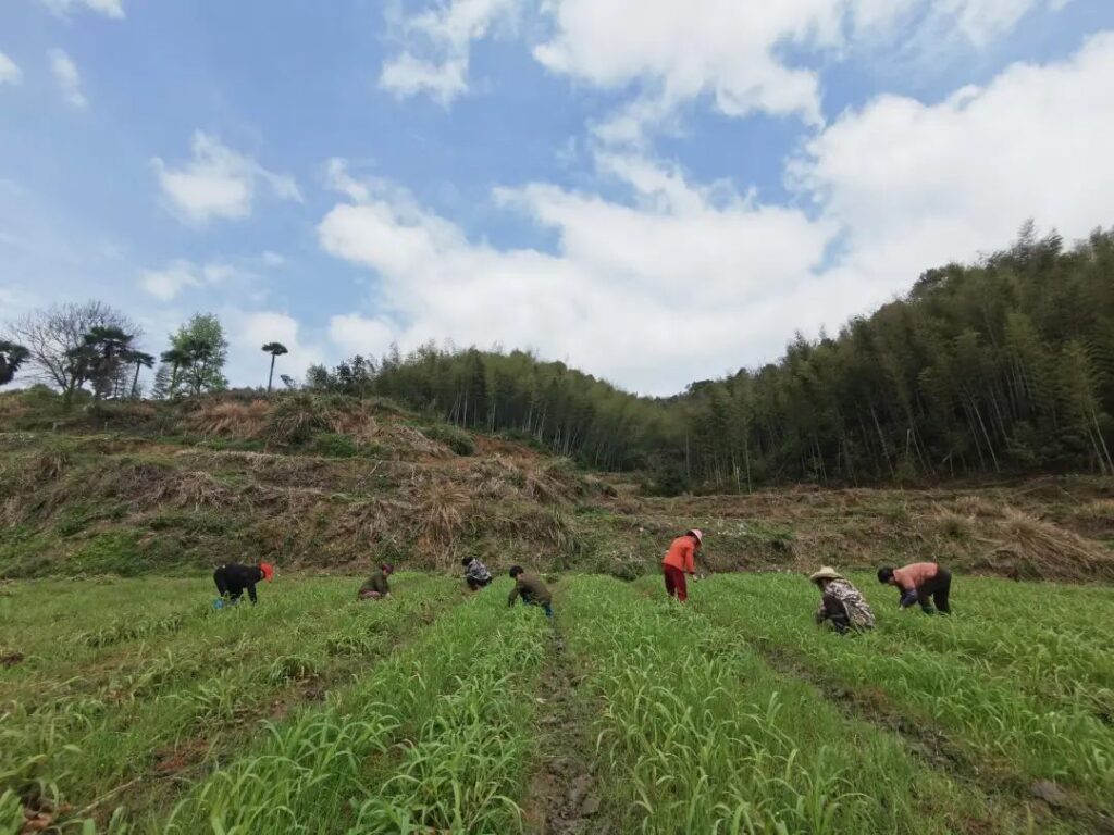 【五型政府】“父母”再就业，牧草基地种植忙