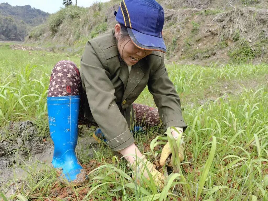 【五型政府】“父母”再就业，牧草基地种植忙