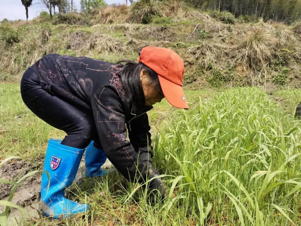 【五型政府】“父母”再就业，牧草基地种植忙