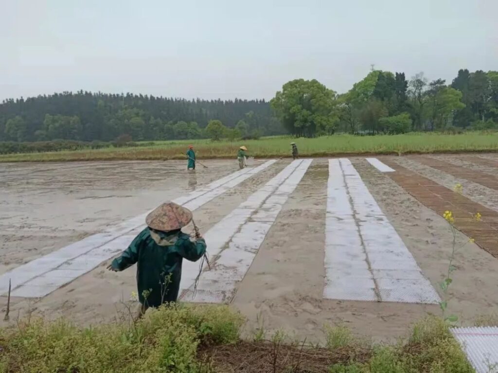 完成育秧、全面翻耕，湖泽镇紧扣节点推进早稻生产