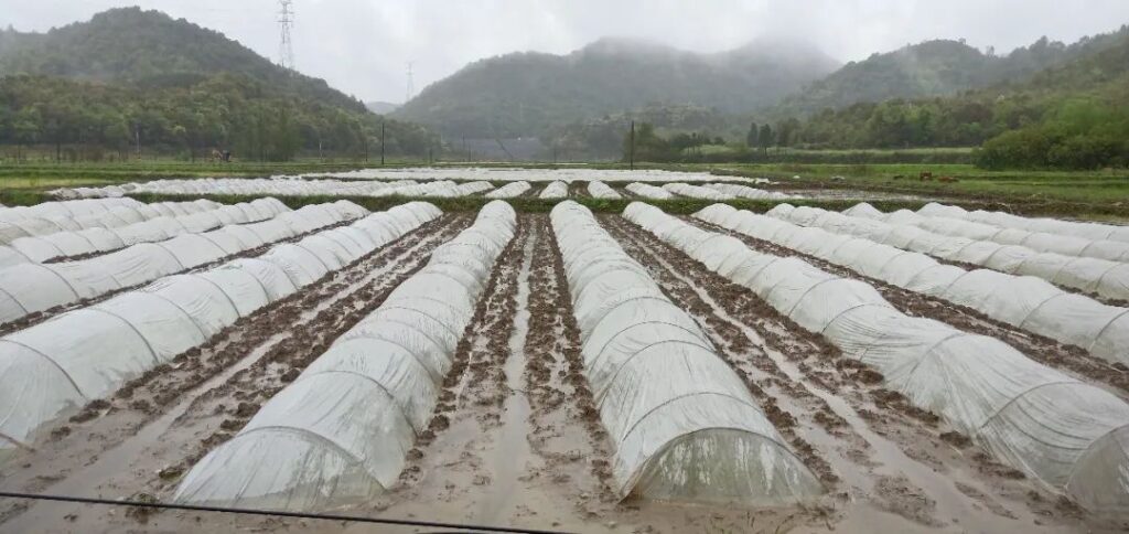 完成育秧、全面翻耕，湖泽镇紧扣节点推进早稻生产