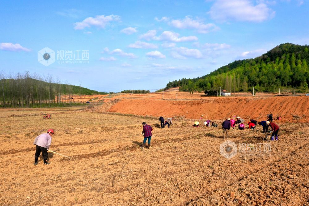 分宜：种植韭菜花 拓宽致富路