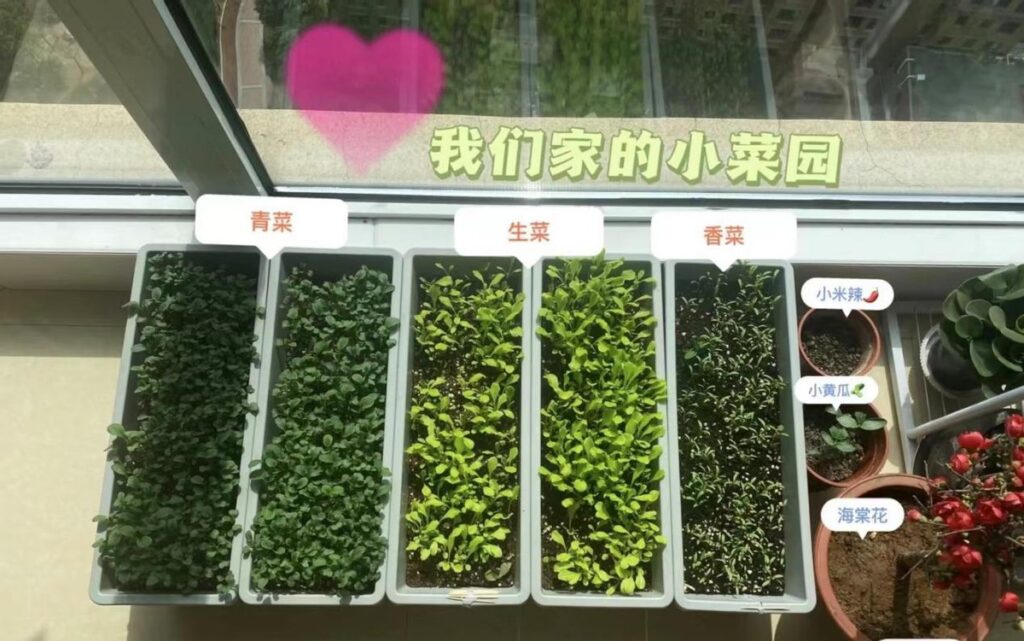 上海一男子买不到菜在家水培白菜