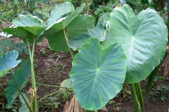 芋头怎么种植_芋头种植的条件