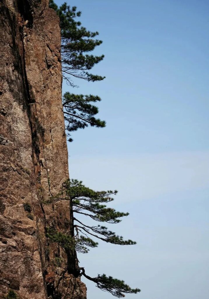 迎客松无客可迎 黄山旅游业遭重创