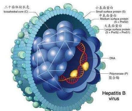 乙肝表面抗体阳性是什么意思_乙肝表面抗体阳性怎么判断