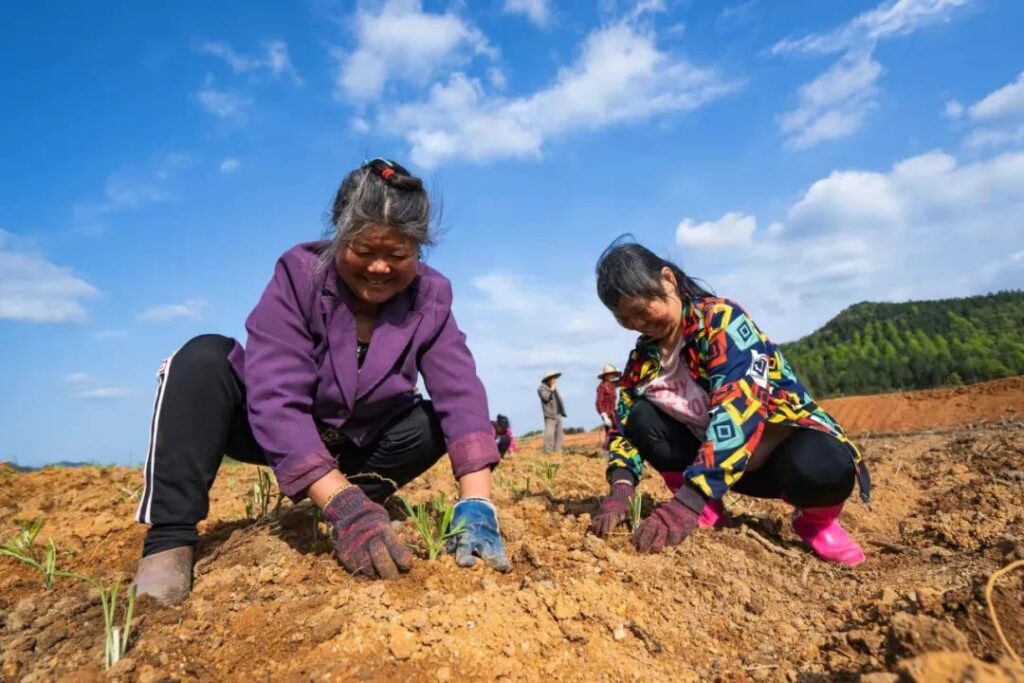 操场乡上松村：韭菜花开出致富“金花花”