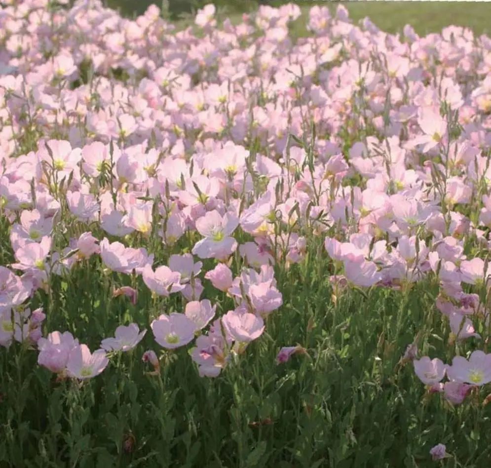 月见草有别名吗_月见草花期多长