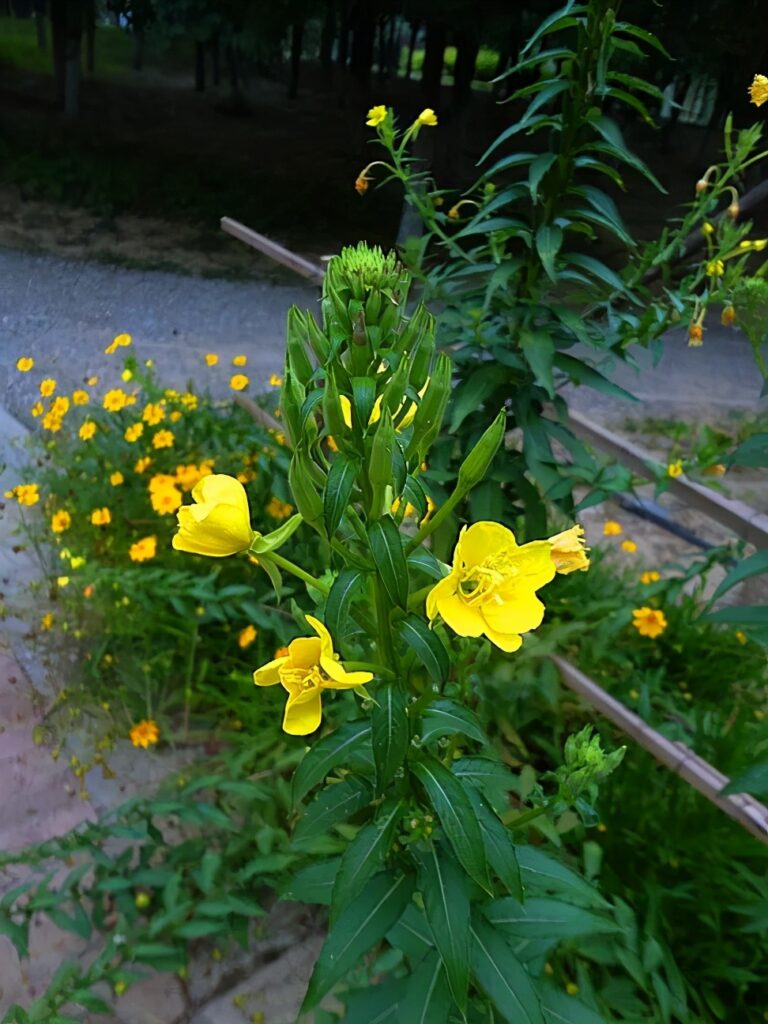 月见草有别名吗_月见草花期多长