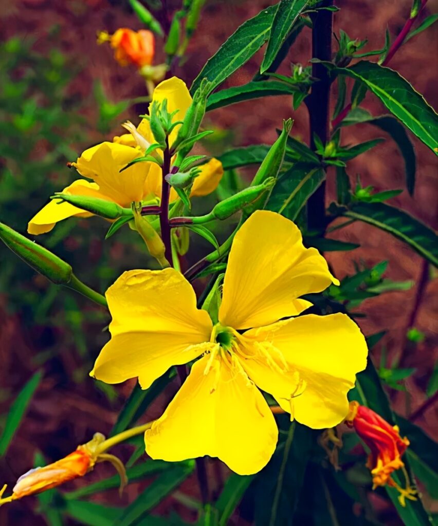 月见草有别名吗_月见草花期多长