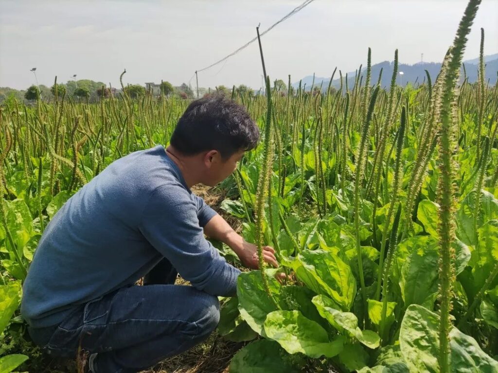 葱笼车前草，致富稳又好