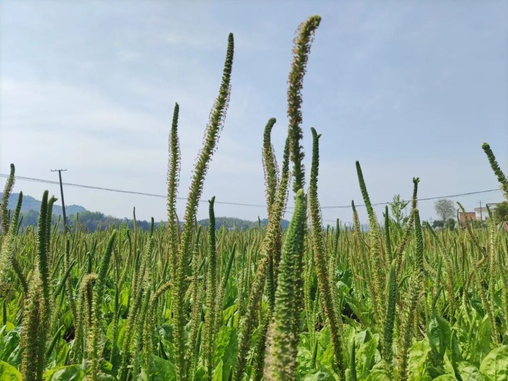 葱笼车前草，致富稳又好