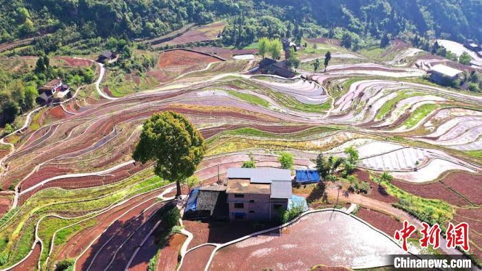 四川古蔺：万亩梯田春耕忙 不负美景好时光