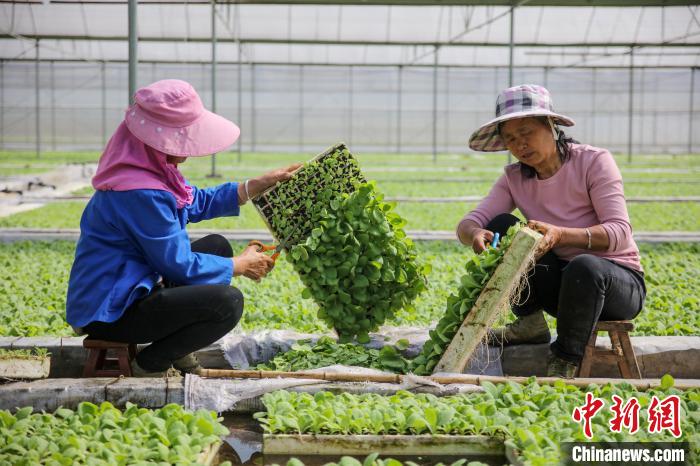 贵州施秉：春耕时节“育苗工厂”生产忙