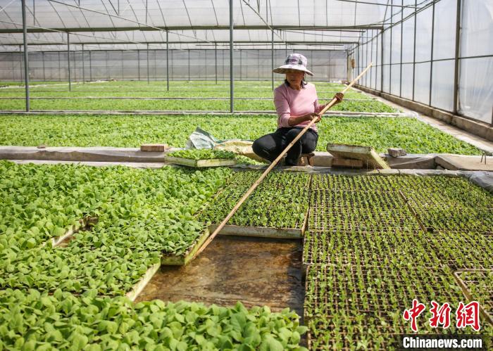 贵州施秉：春耕时节“育苗工厂”生产忙