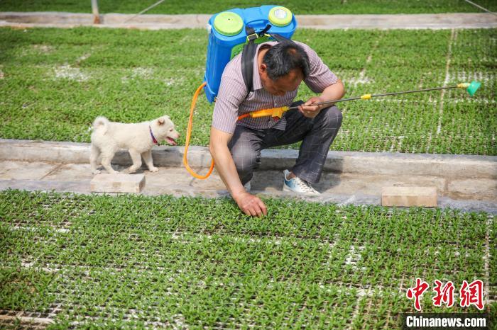 贵州施秉：春耕时节“育苗工厂”生产忙