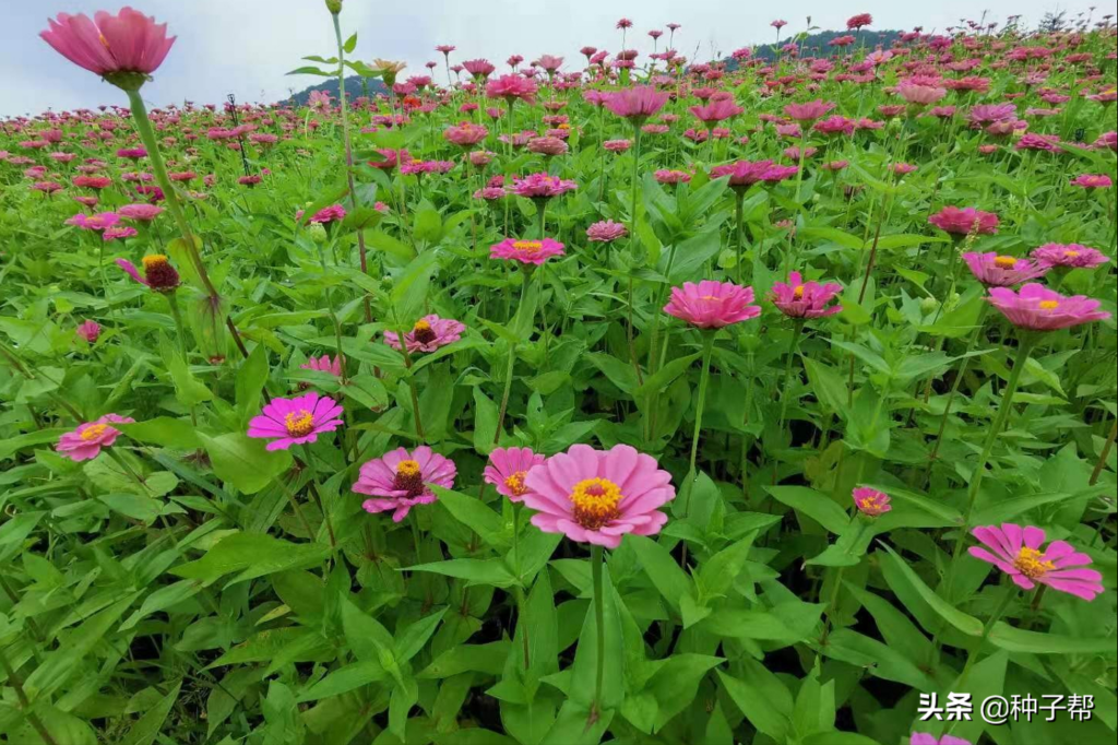 百日草如何种植_百日草种植方法和时间