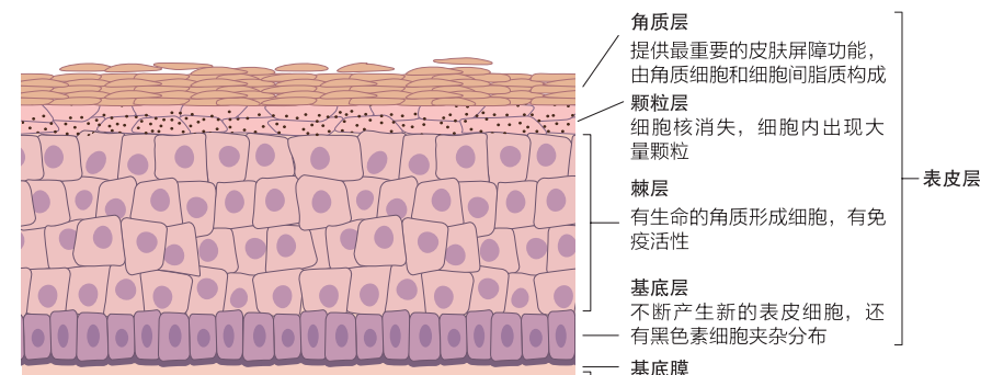 视黄醇在护肤品的作用(护肤品里的视黄醇有什么作用)