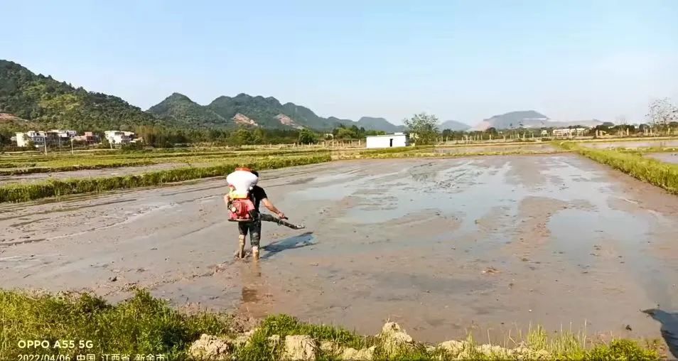 【春耕备耕】天气晴好，湖泽镇早稻生产加速推进