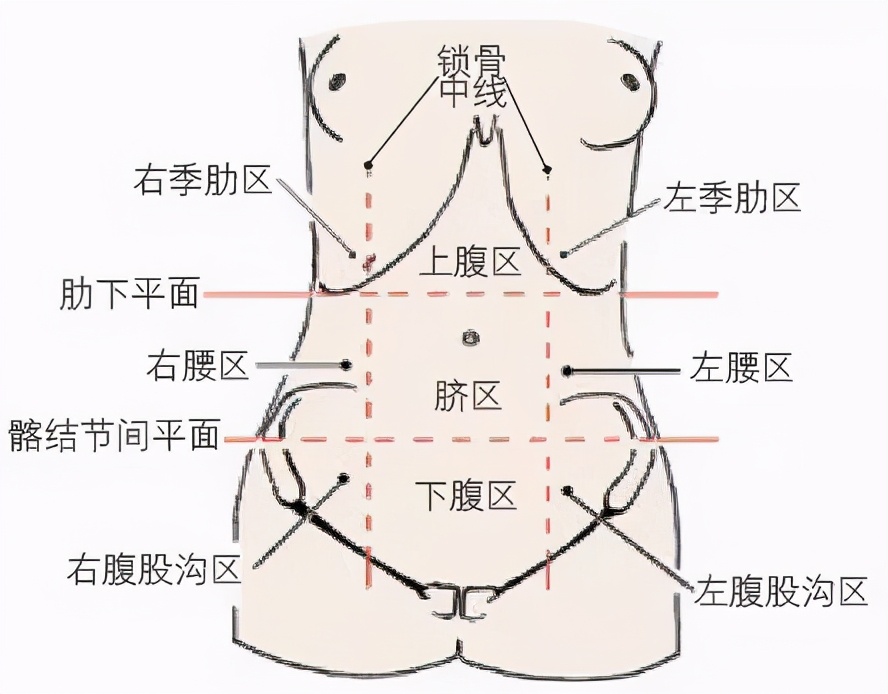 胰腺在人体的哪个部位_腹部地图告诉你