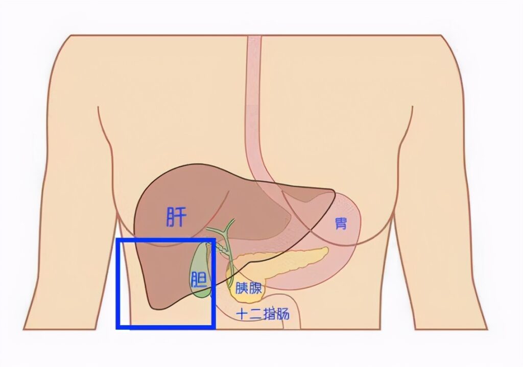 胰腺在人体的哪个部位_腹部地图告诉你