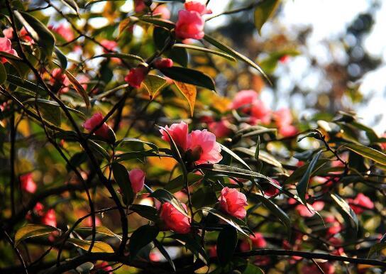 茶花可以放在室内吗_茶花的养殖方法和注意事项