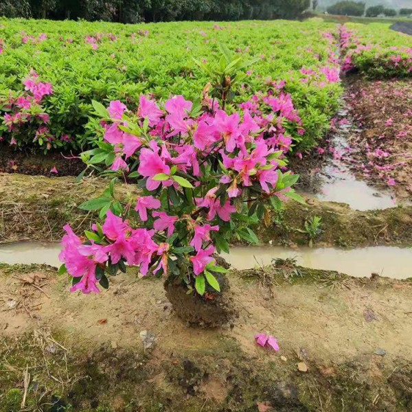 杜鹃花怎么培植幼苗_杜鹃花繁殖方式和注意事项