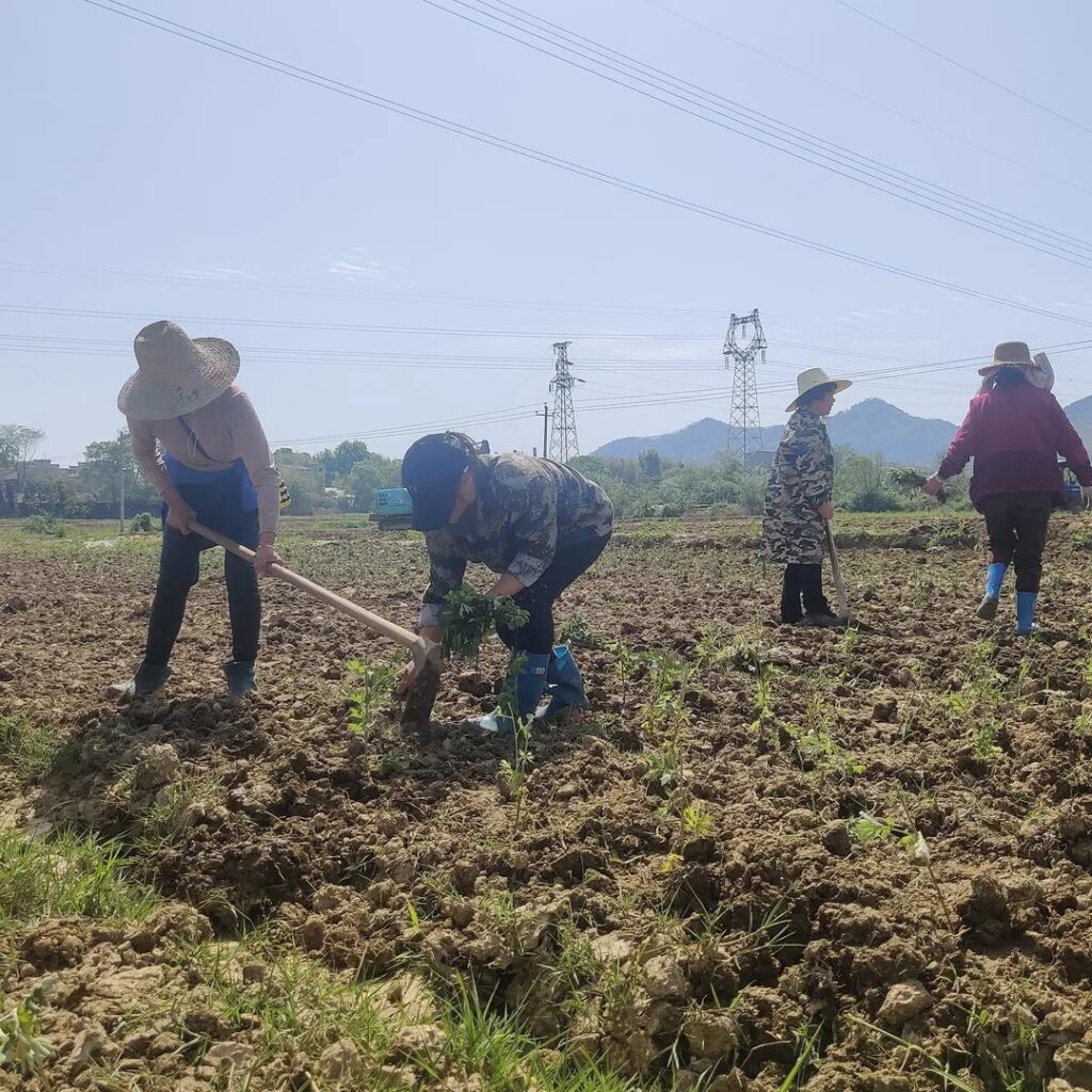 【乡村振兴】艾草种植成了村民致富“金叶子”！