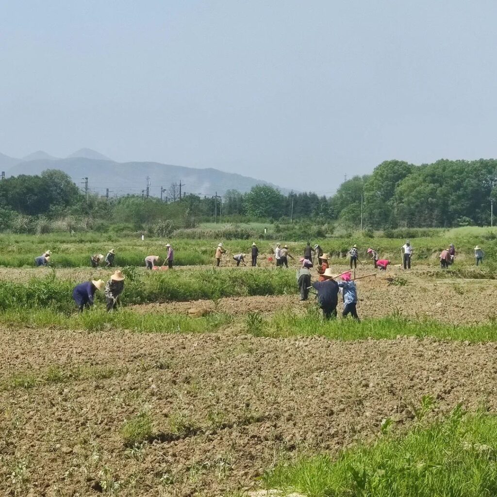 【乡村振兴】艾草种植成了村民致富“金叶子”！