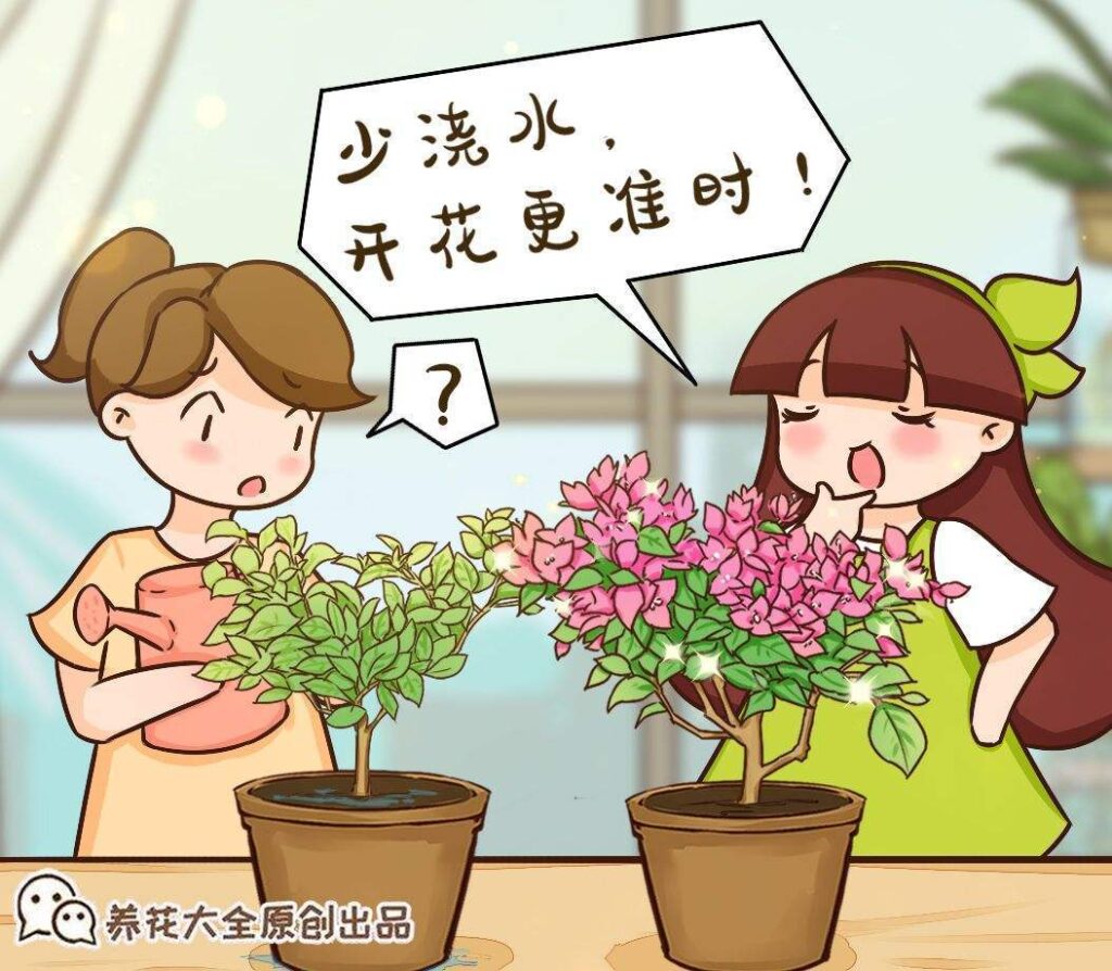 什么绿植不需要经常浇水_最好养不用浇水的植物推荐