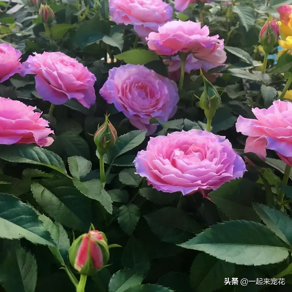 阳台适合养什么花_这三种花不要错过