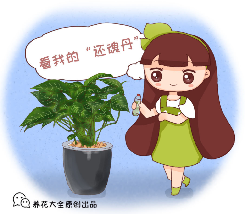 家里的花养不活是什么原因(家里六种养花技巧)