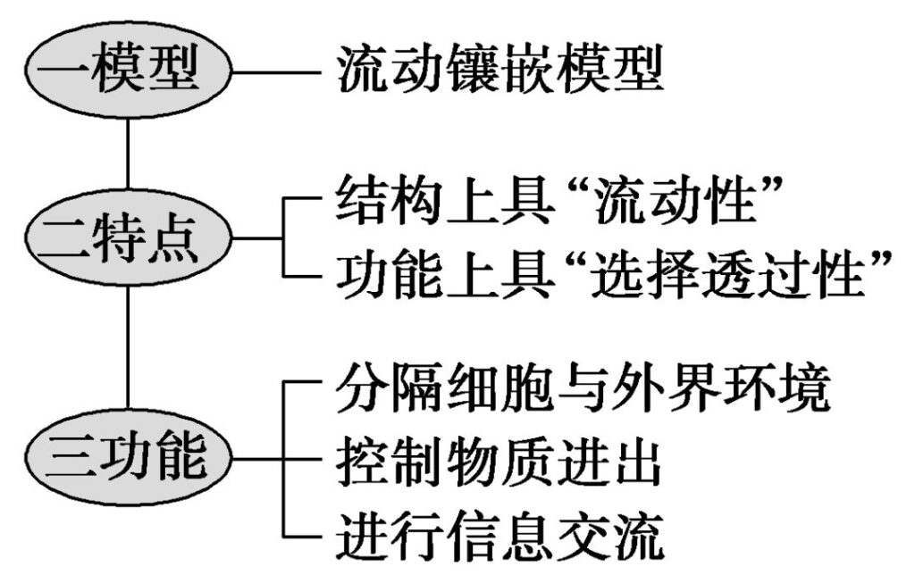 细胞核结构图_细胞核的功能