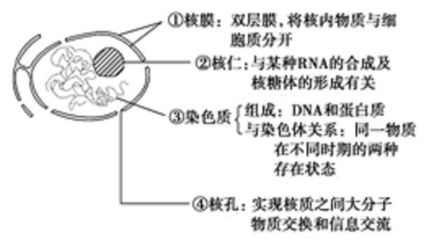 细胞核结构图_细胞核的功能