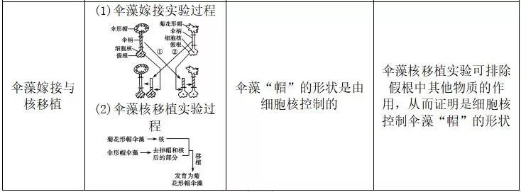 细胞核结构图_细胞核的功能