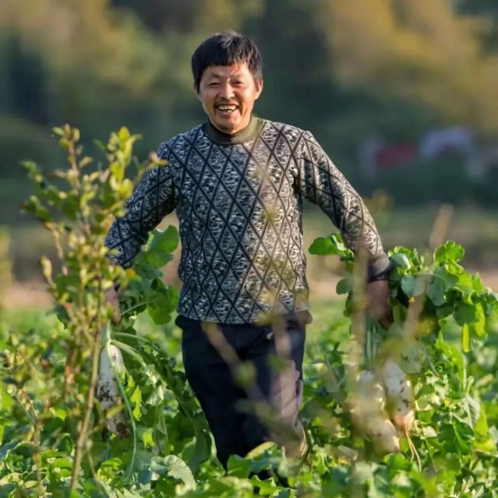 洋江萝卜种出乡村好“钱”景