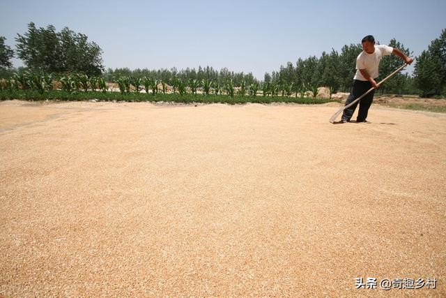 大米长了麦牛虫怎么办_麦牛虫解决办法